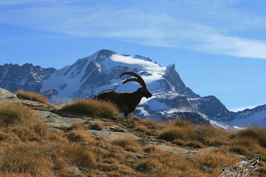 Gran Paradiso Vertical