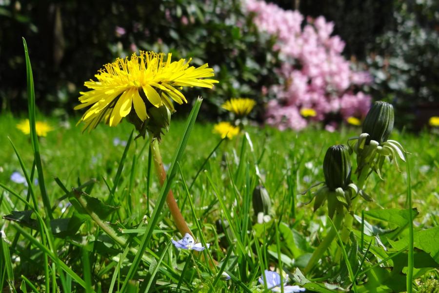 Pissenlit Conferenza "Piante e rimedi da avere in dispensa per un inverno con il sorriso"