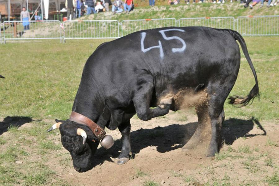 Batailles de moudzon (Heifer’s fight)