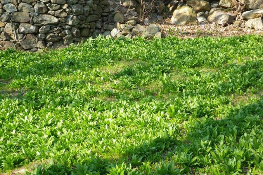 Aglio orsino Il sabato dell'Aiet