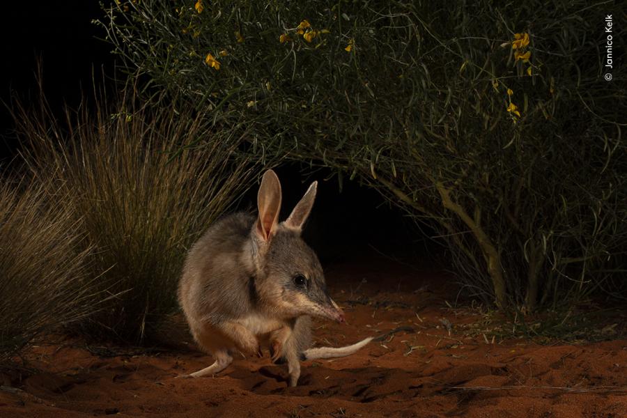Foto credits: Jannico Kelk Wildlife Photographer of the Year - 60° edizione