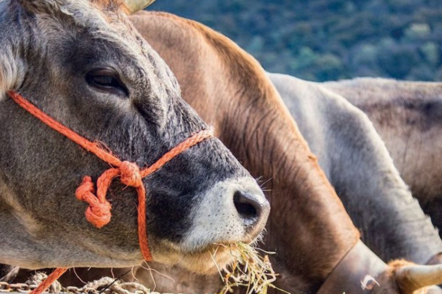 Fiere agricole in Valsesia 2025