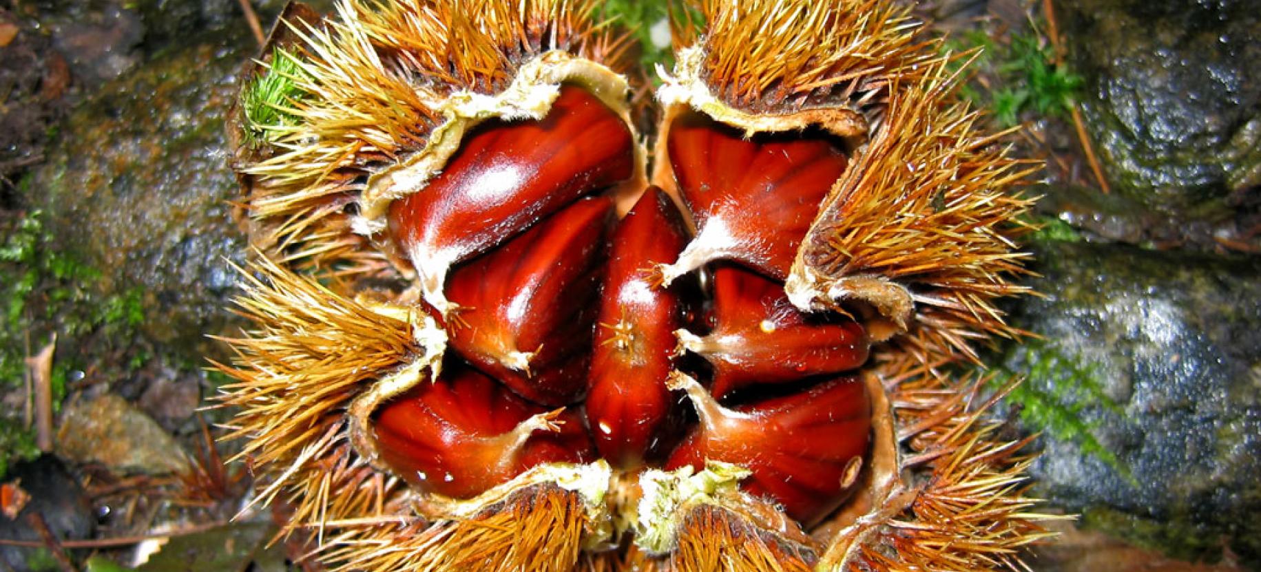 Chestnut Festival
