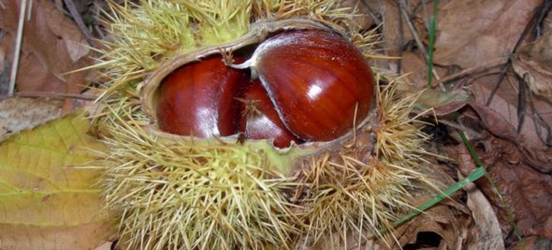 Lillianes Chestnut Festival