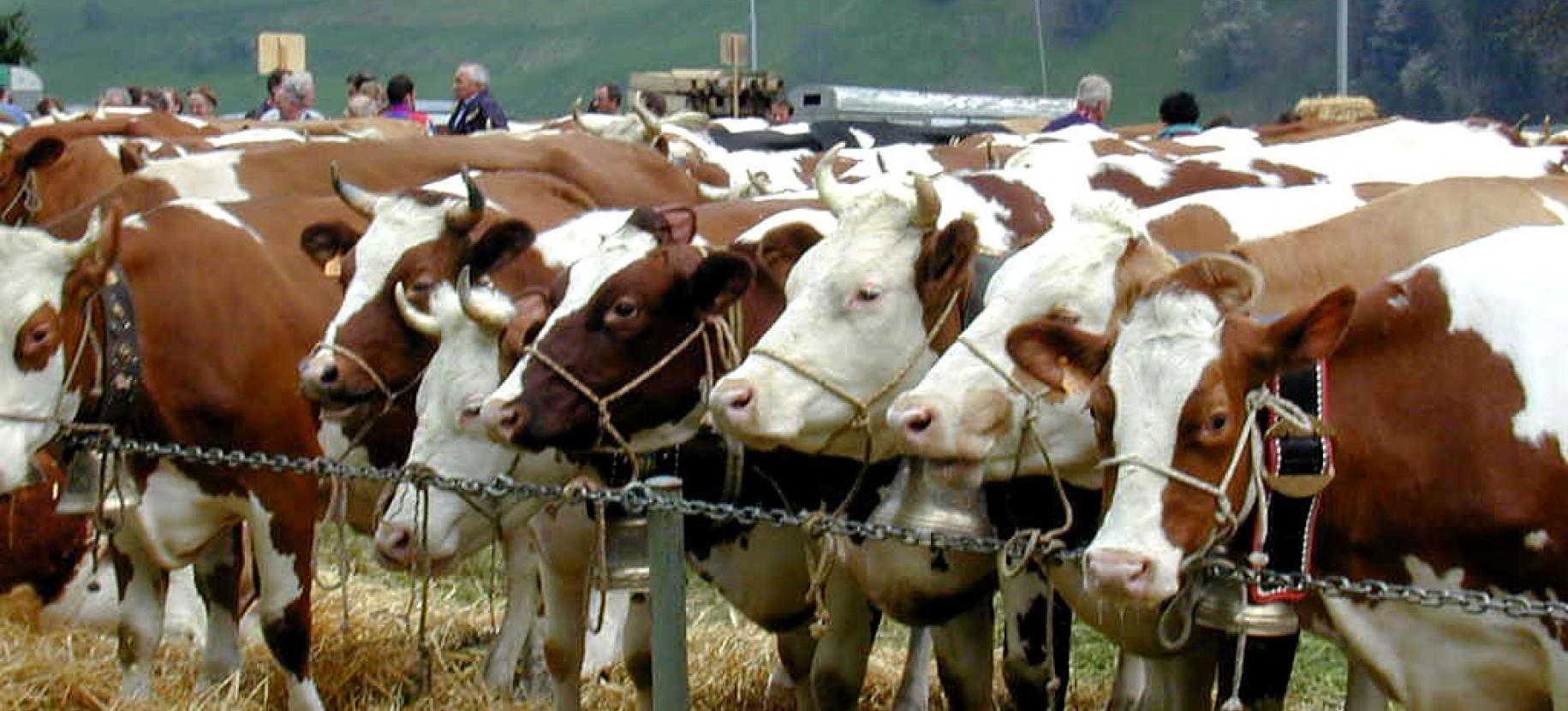 Foire de retour de Saint Martin