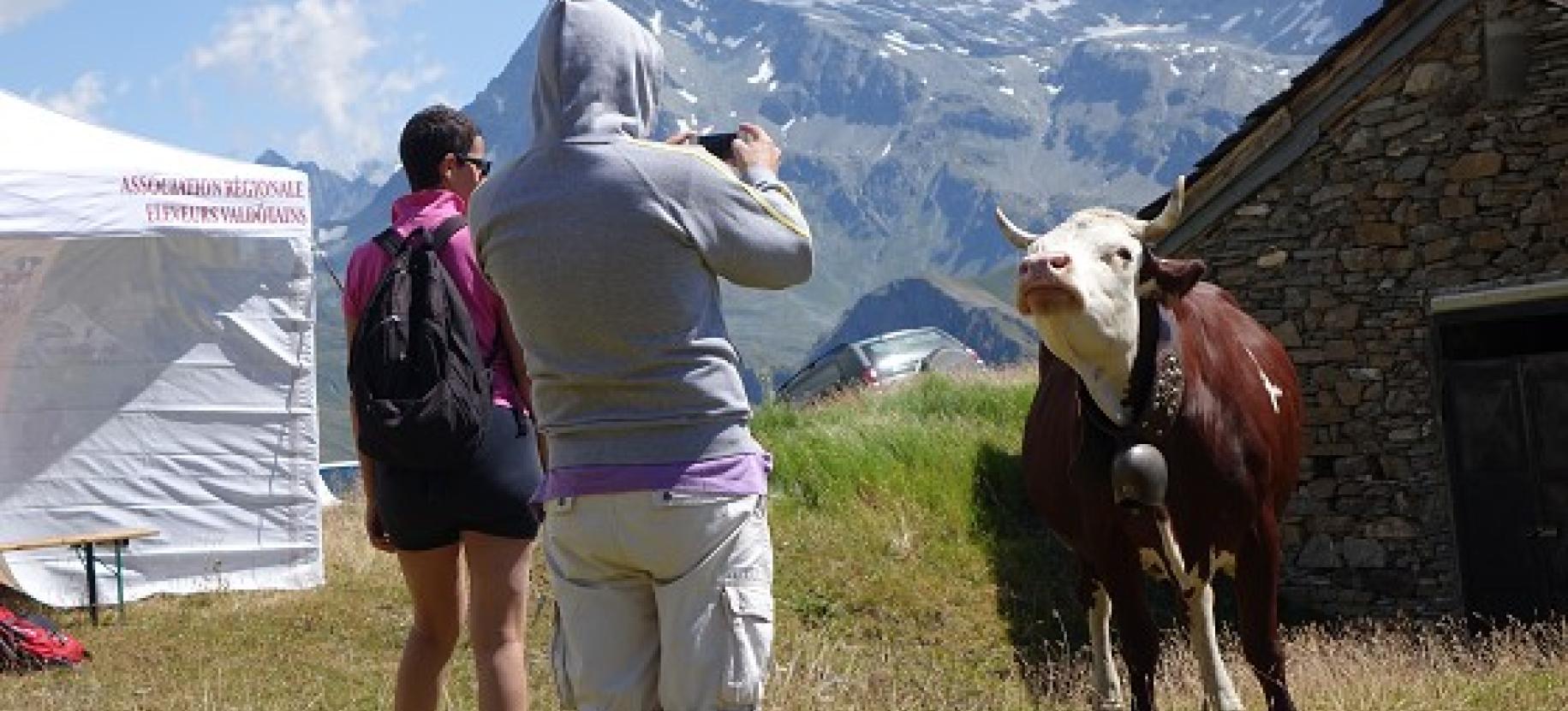 Alpages Ouverts - A full day on a mountain dairy farm