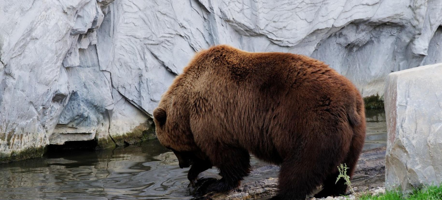 Aiace a macchia d'olio - Gli orsi della Kamchatka