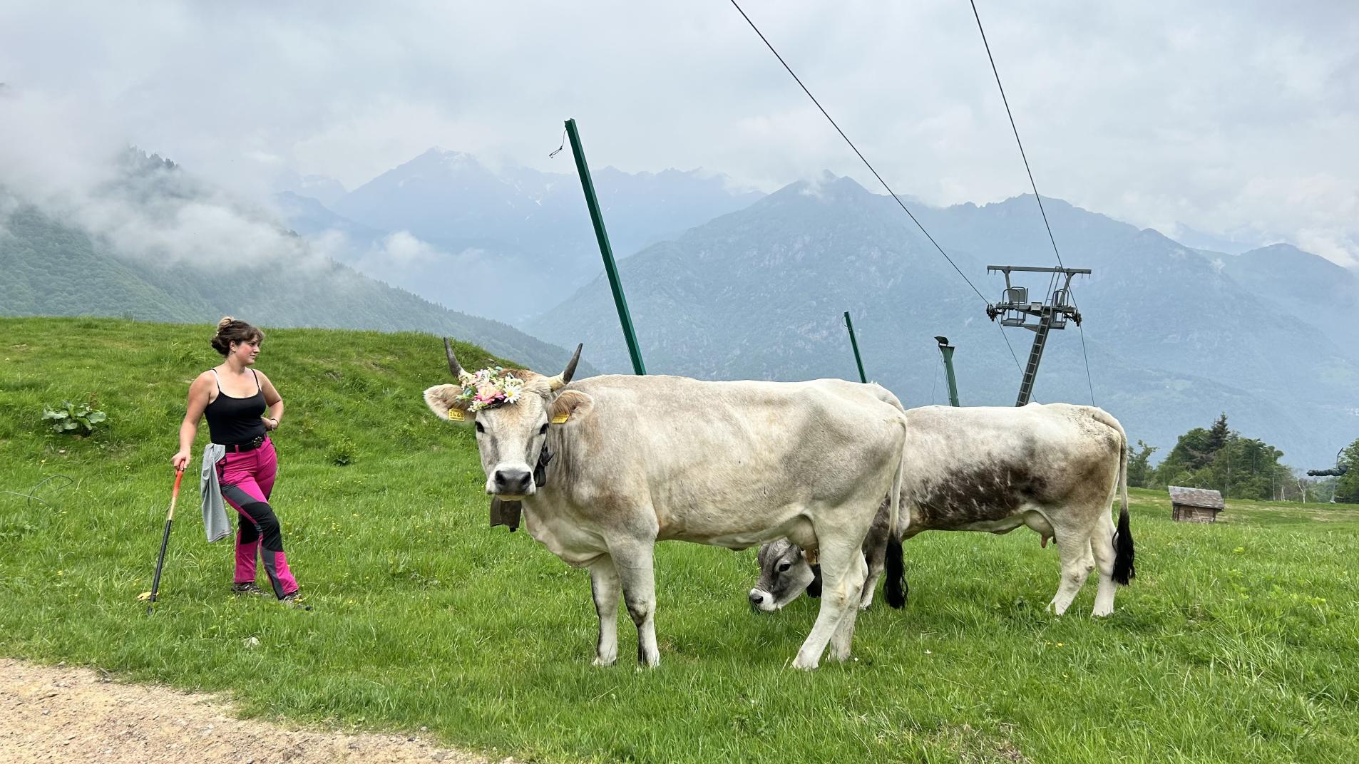 transumanza alpe di mera