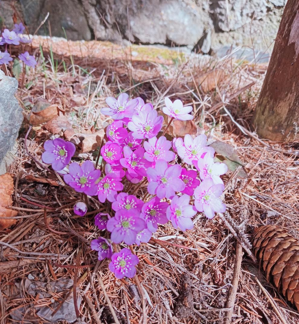 fiori    Piante tradizioni ,leggende rimedi