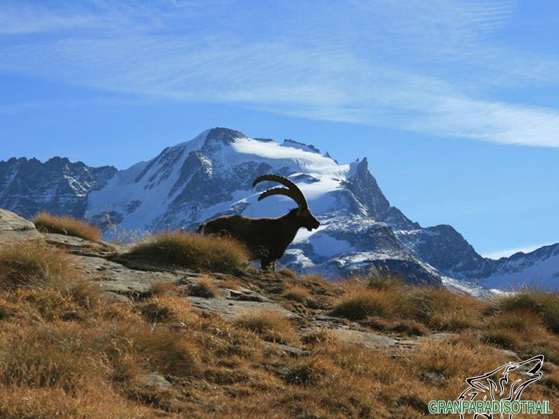 Gran Paradiso Vertical