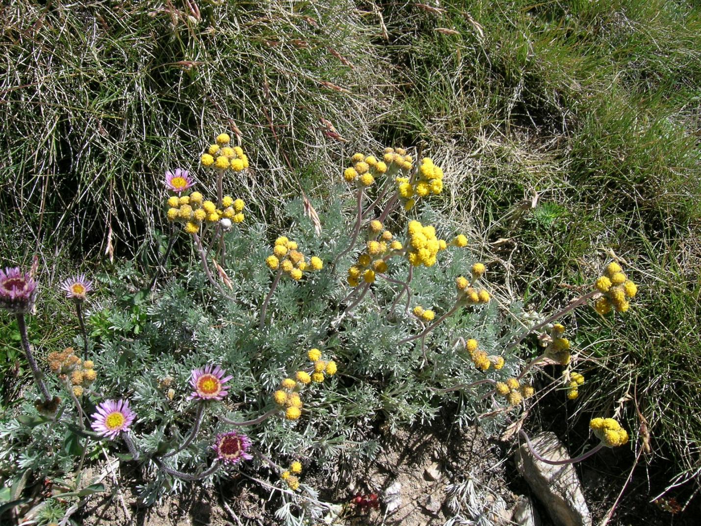 Artemisia - Exposition de plantes et fleurs de montagne
