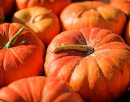 Foire de la citrouille… du jardin potager à la table