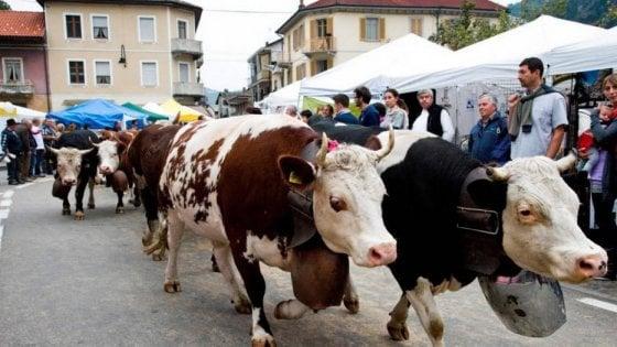 ANNULLEE - foire aux bestiaux