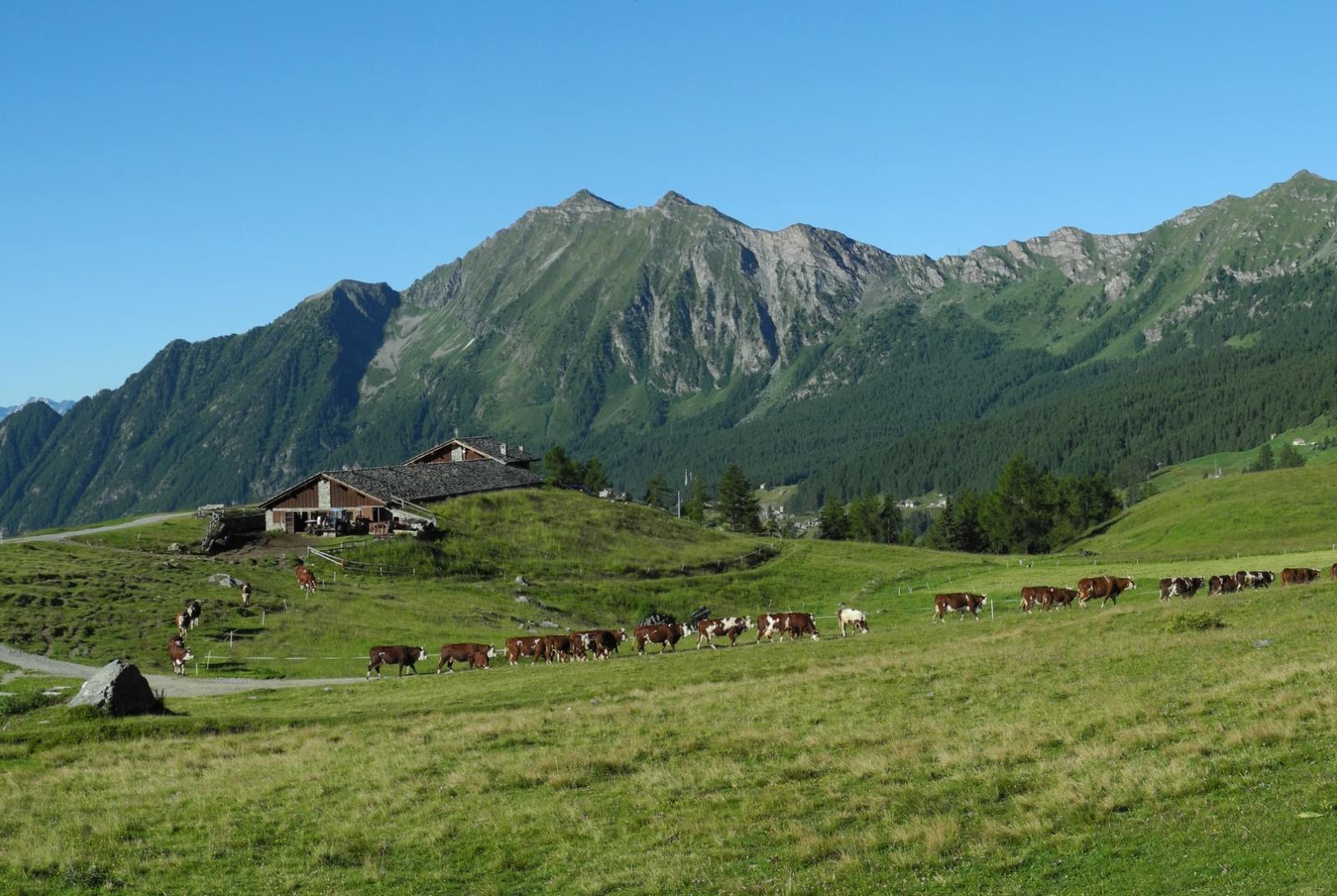 MONTE ZERBION
