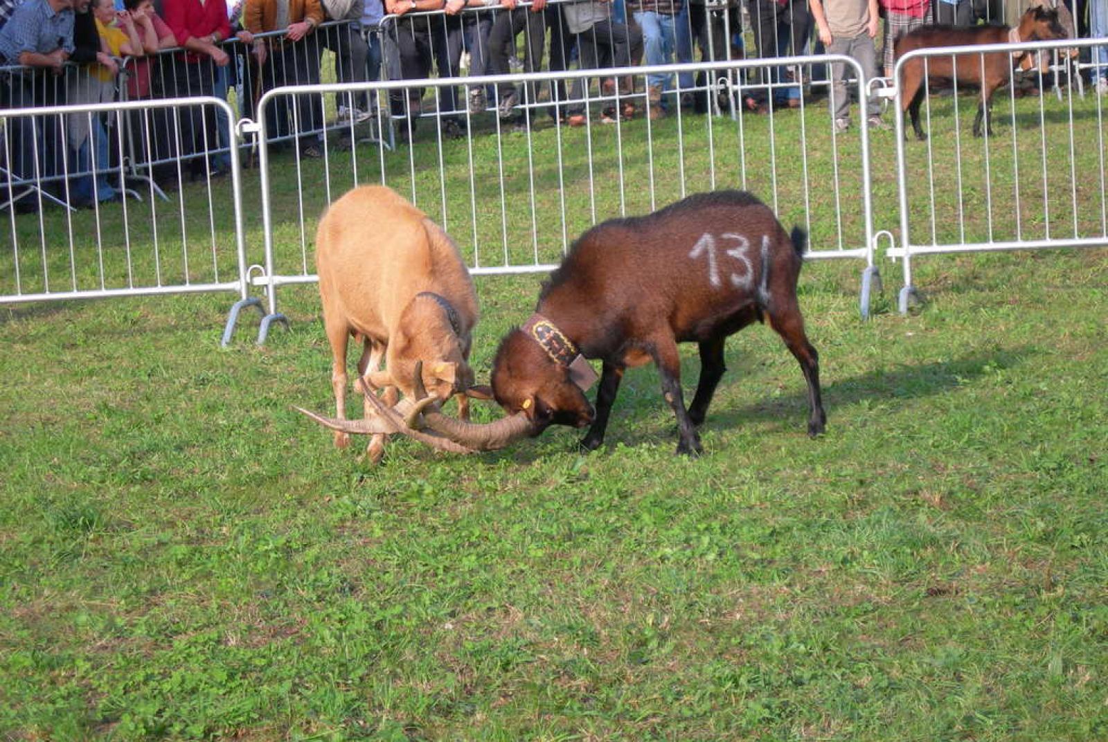Batailles des Chèvres (Battaglia delle capre) in notturna