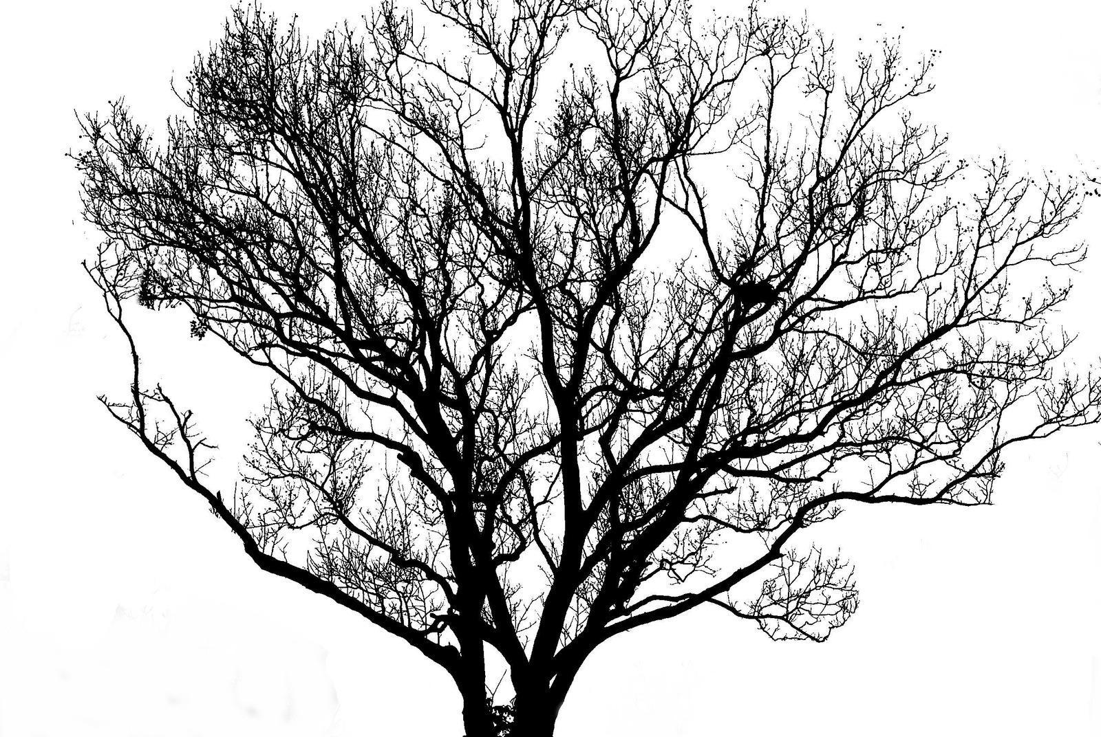 Albero a china Trame di pensieri - Mostra di Christian Verraz