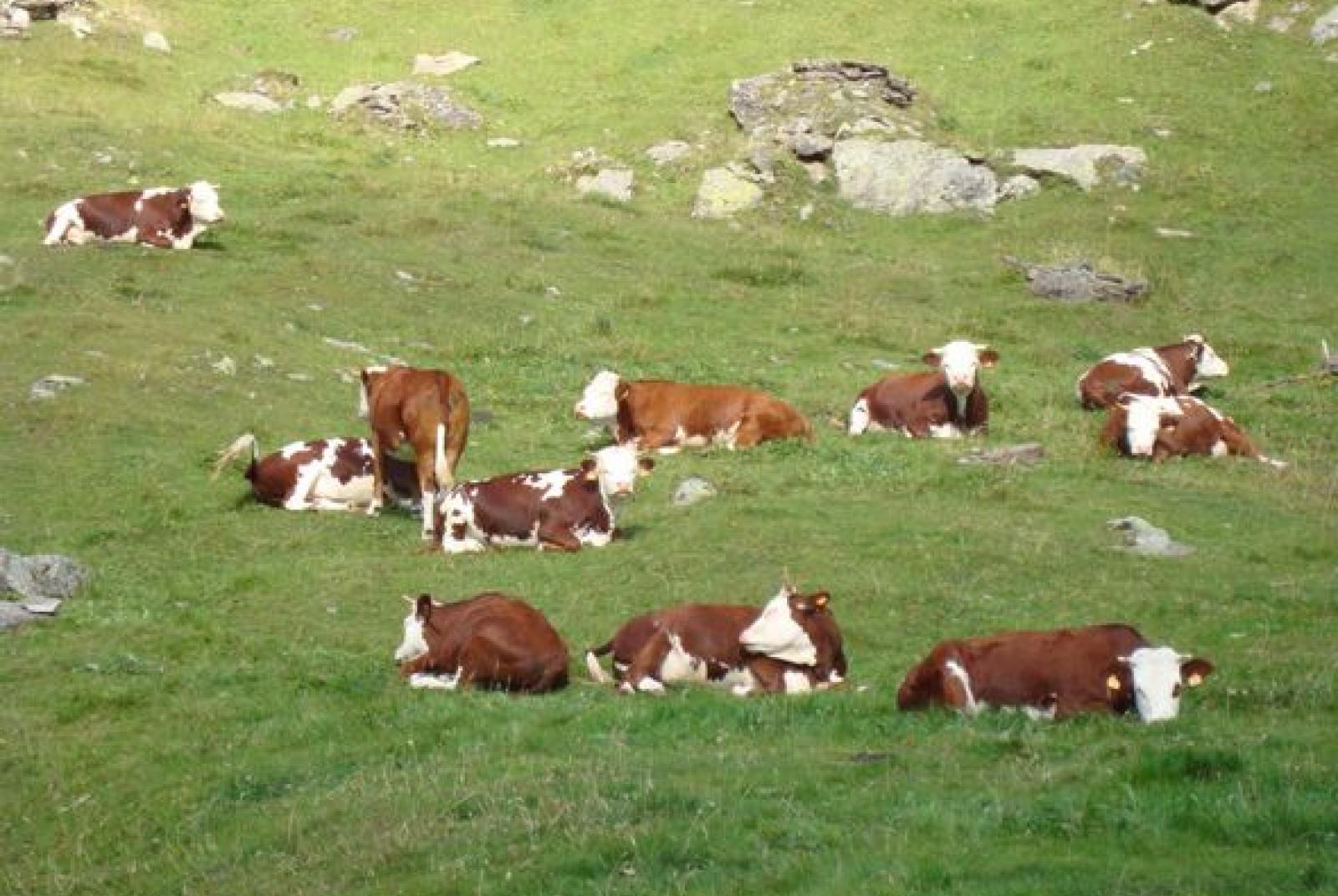 Autumnal cattle-show