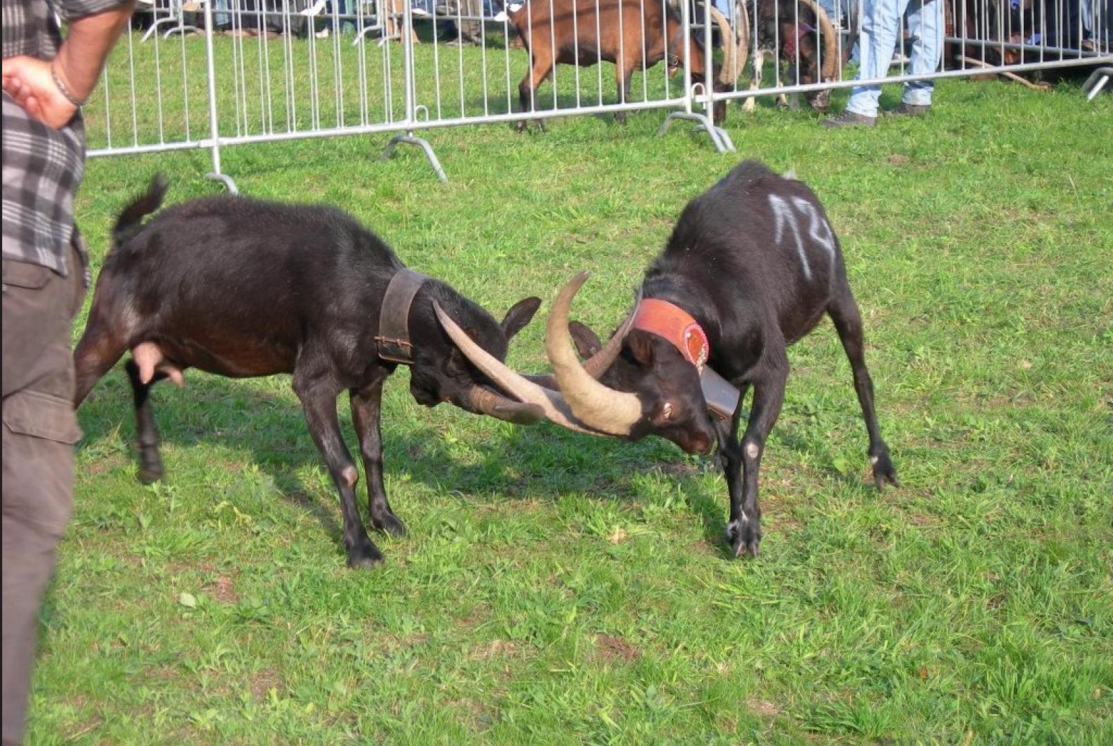 Batailla de Tchèvre Batailla de Tchèvre