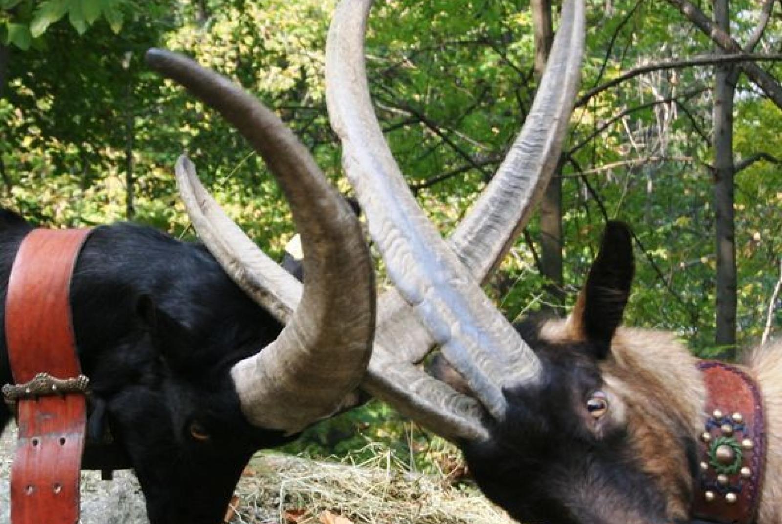 Batailles des Chèvres (Goat fight)