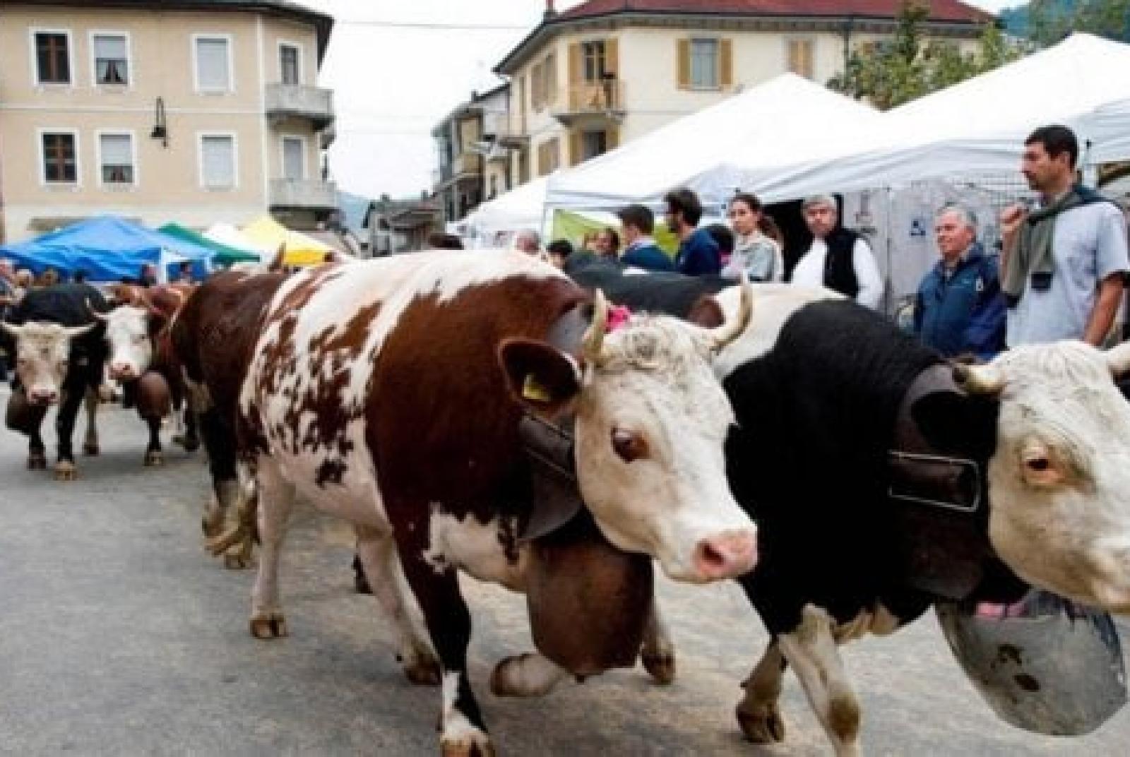 .. CANCELLED - cattle fair