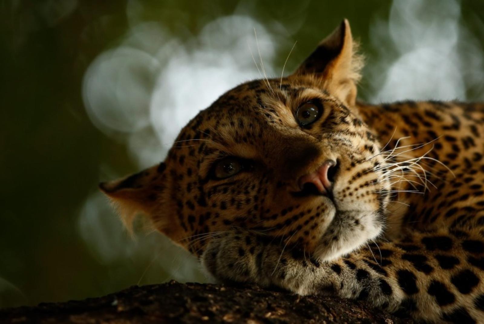 Forte di Bard hosts Wildlife Photographer of the Year 2018 photo exhibition