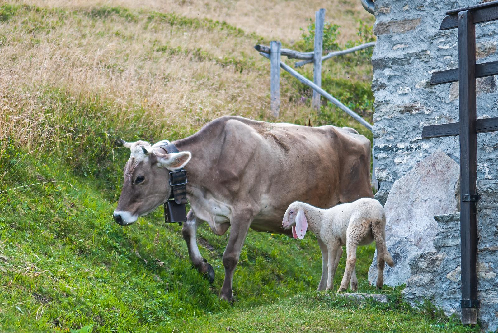 festa della transumanza